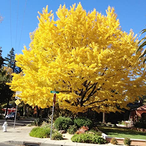 Ginkgo Biloba Seeds For Planting - Jewelry Store